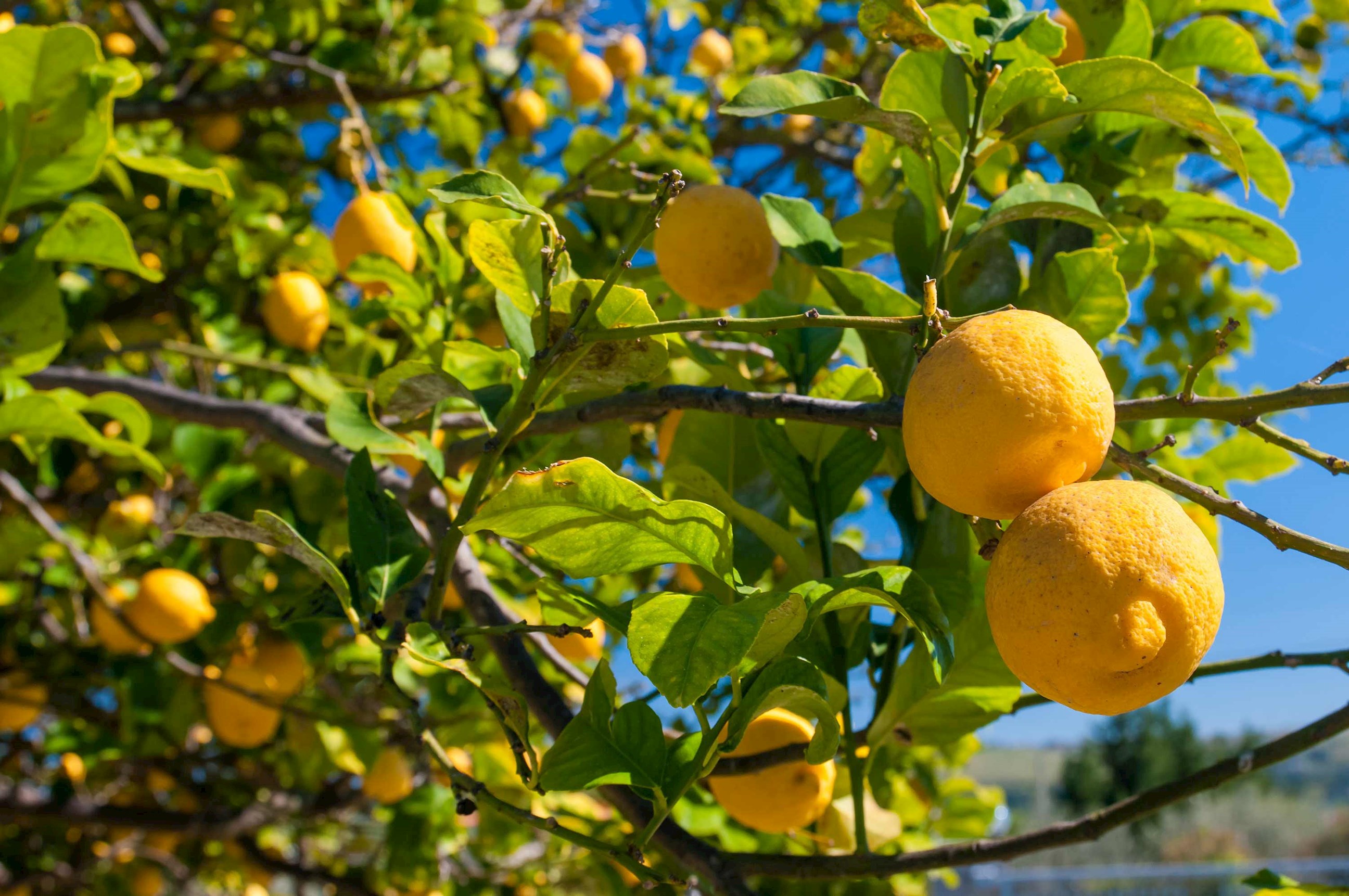 Colours of Sicily Sicily Travel Tours Trafalgar US