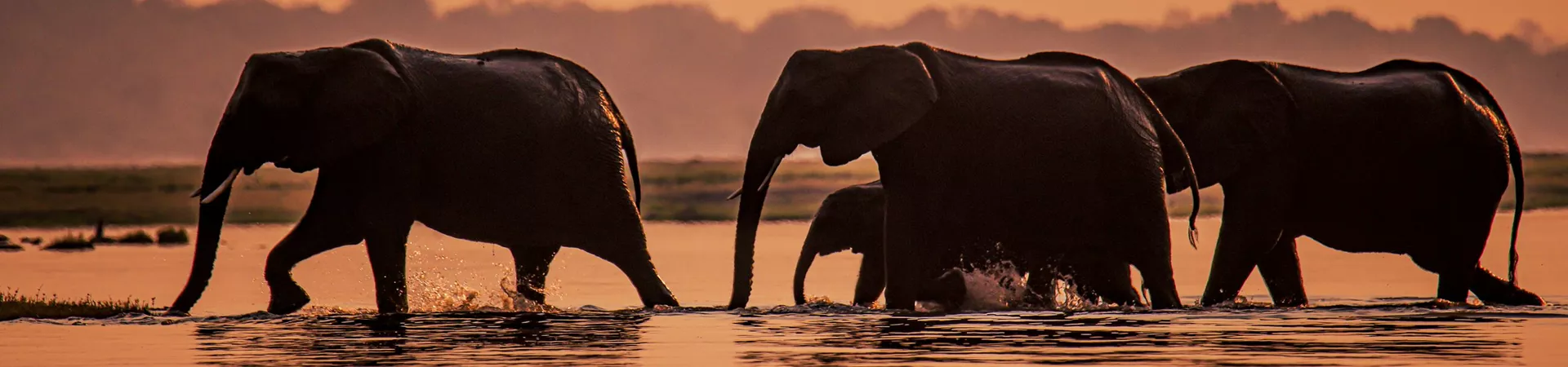 Elephants at dusk during a boat safari tour in Chobe River, Botswana