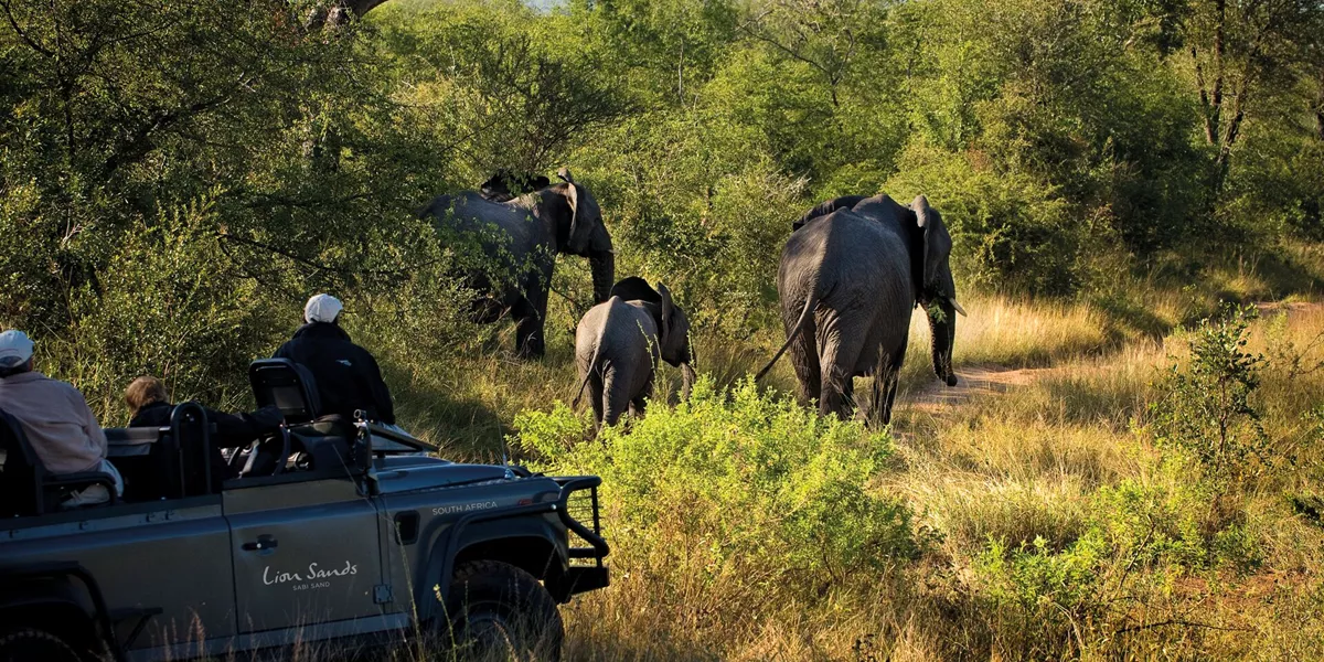Elephants as seen from a Jeep during a Safari in South Africa