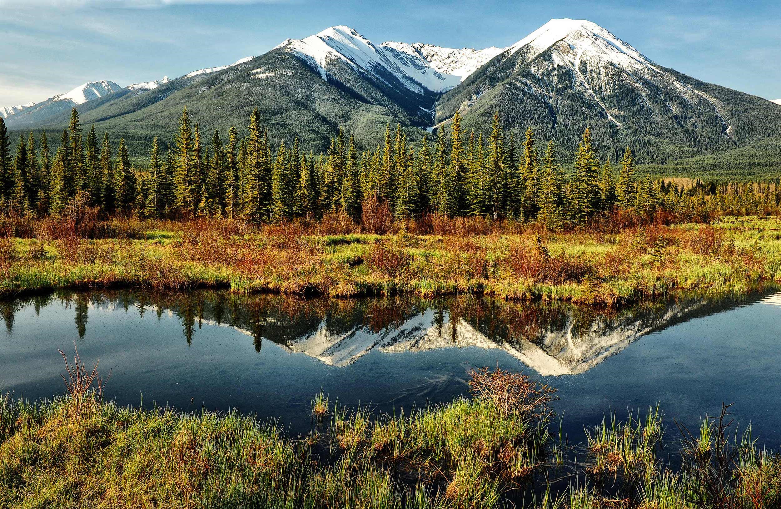 Tundra forest. Юкон Канада тундра. Леса Канады Юкон. Канада тундра и Тайга. Природа Канады тундра.