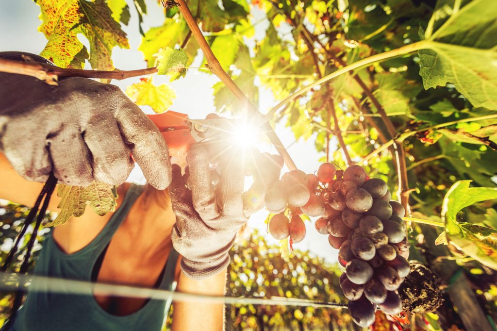 Close-up of hands picking grapes during harvest season in Italy in September. The sun is bright and the grapes are ripe.
