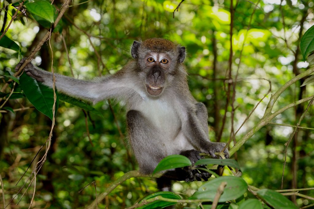 Exploring the Best Green Spaces in Singapore