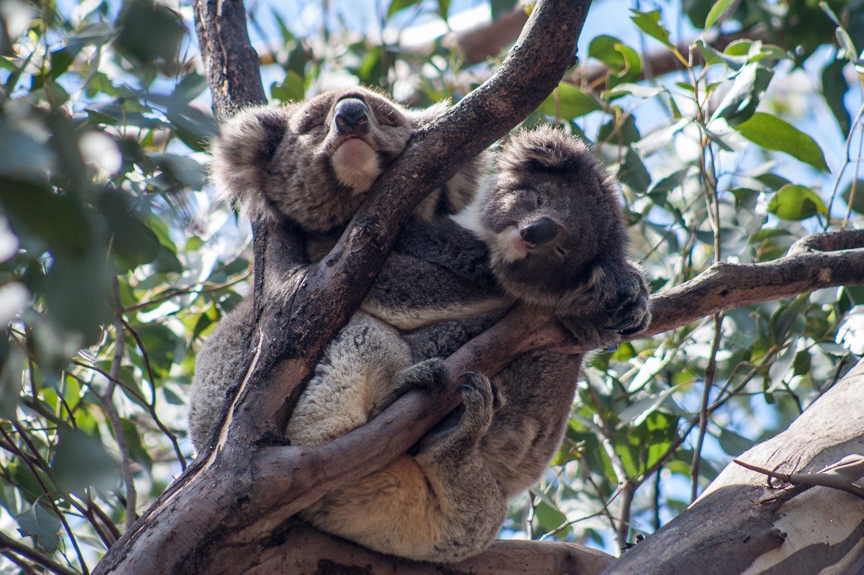 6 Unmissable Wildlife Encounters in Australia and New Zealand