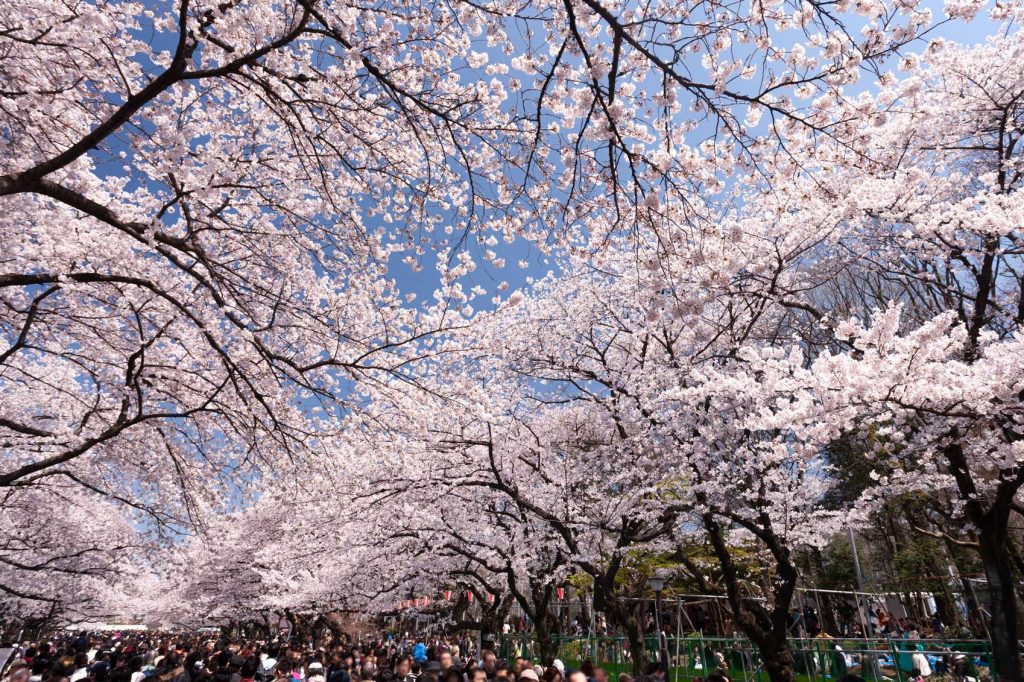 Cherry Blossom in Japan