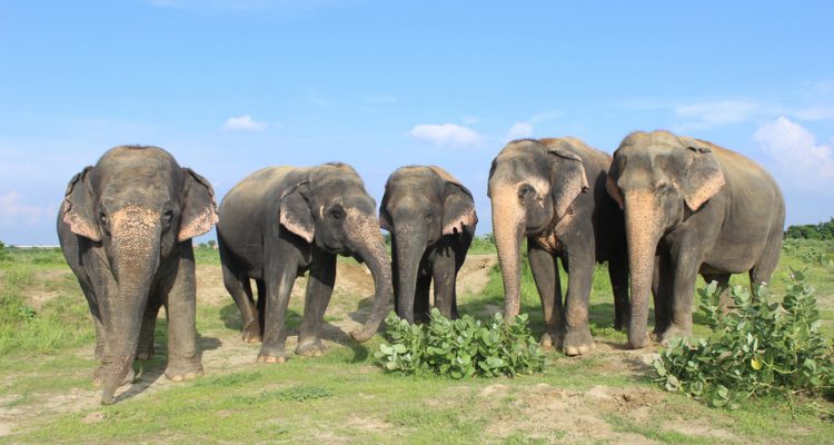 Five Ways to Have an Ethical Elephant Experience - Real Word