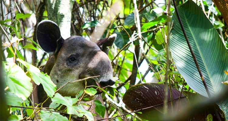 11 Amazing Animals To See In Costa Rica The Column By Trafalgar