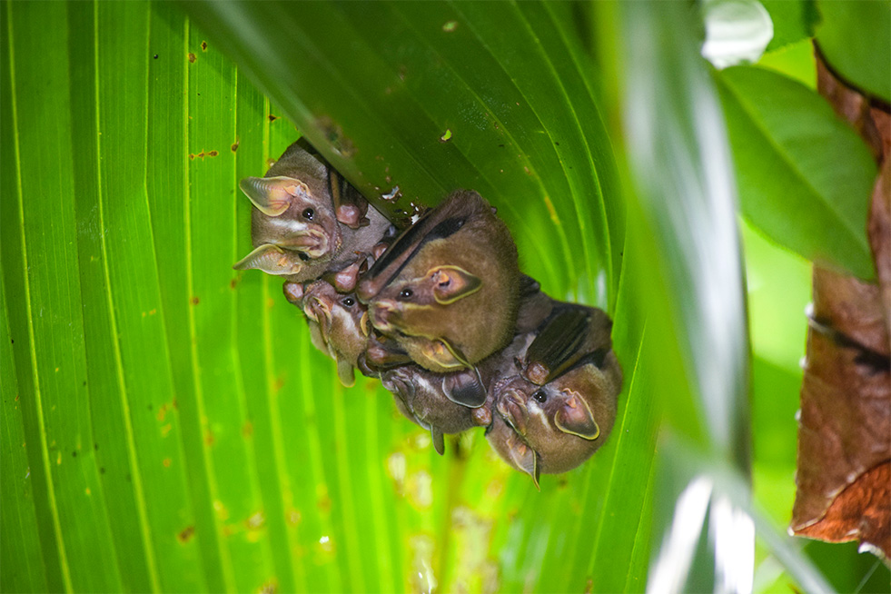 11 amazing animals to see in Costa Rica The Column by Trafalgar