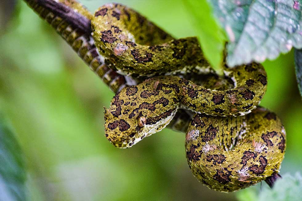 11 amazing animals to see in Costa Rica The Column by Trafalgar