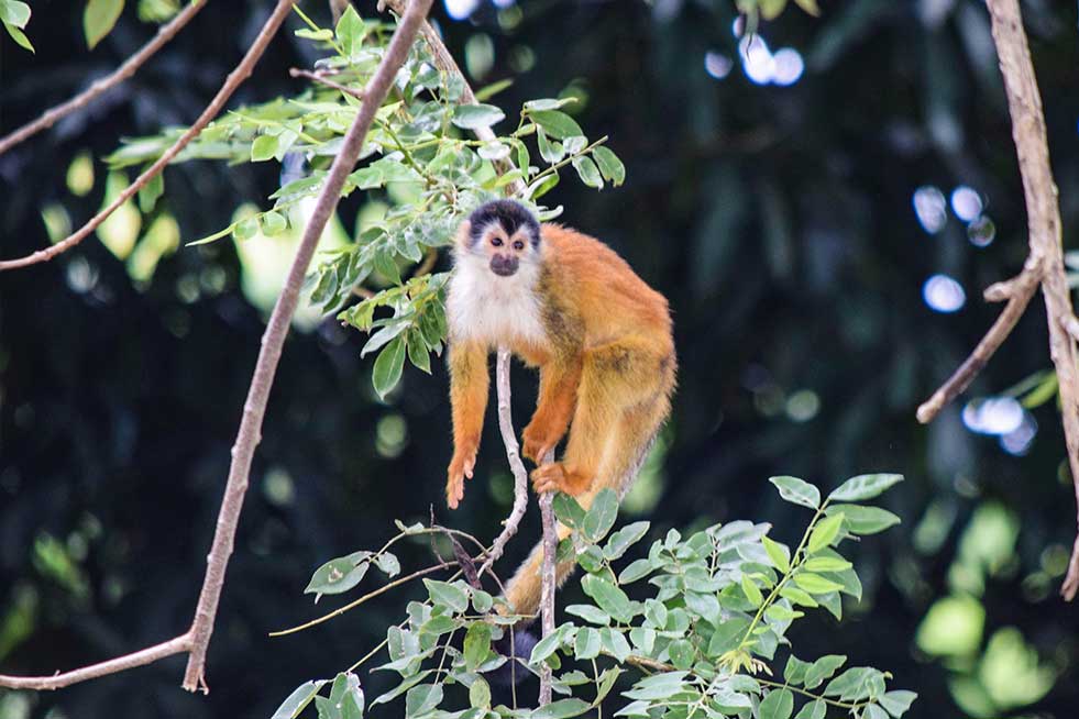 11 amazing animals to see in Costa Rica The Column by Trafalgar