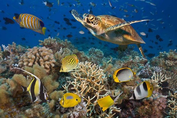 Why You Should Visit The Great Barrier Reef 