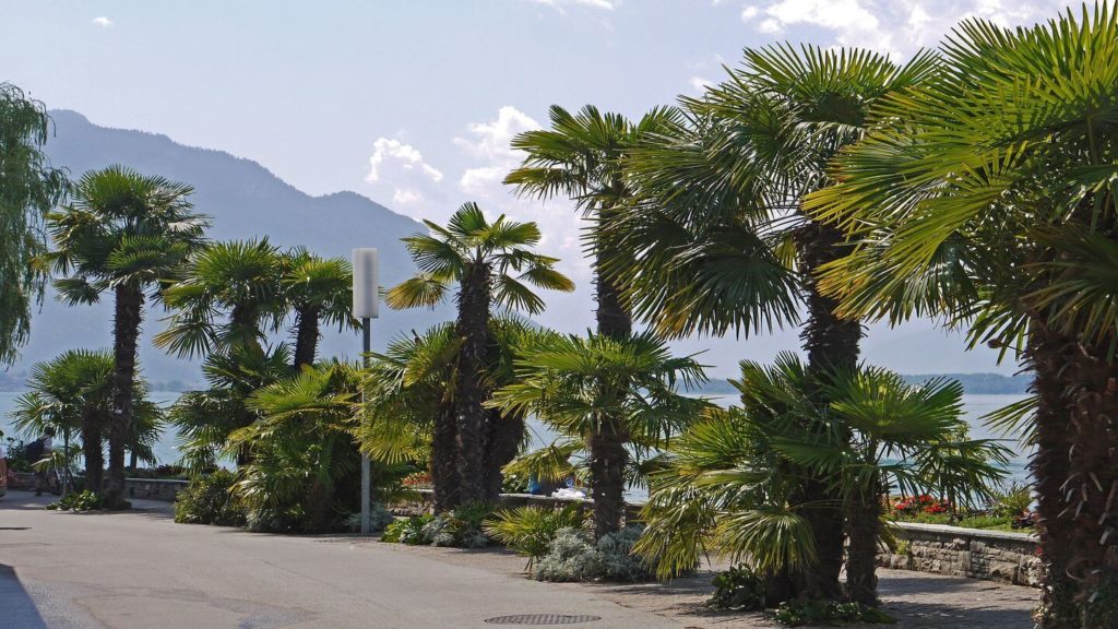 palm trees ticino switzerland