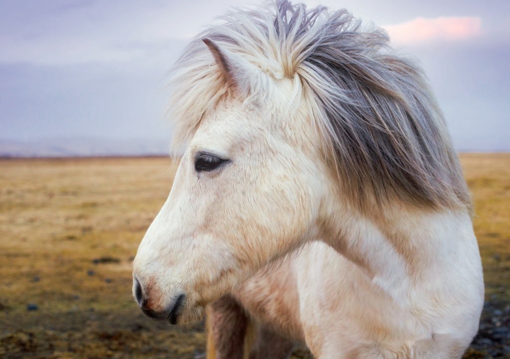 Icelandic horse