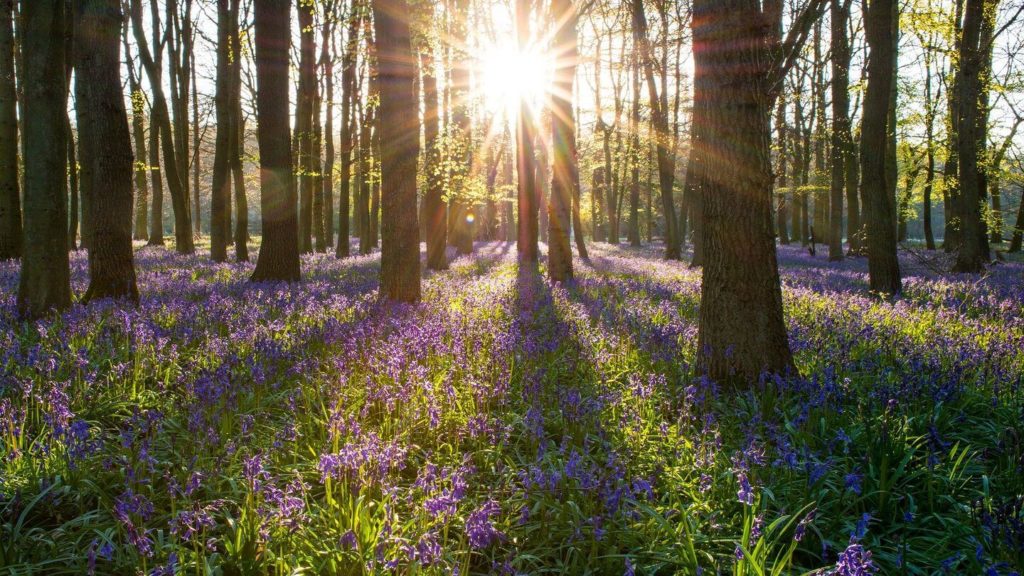 bluebell forest england springtime in europe