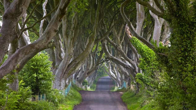 dark hedges northern ireland