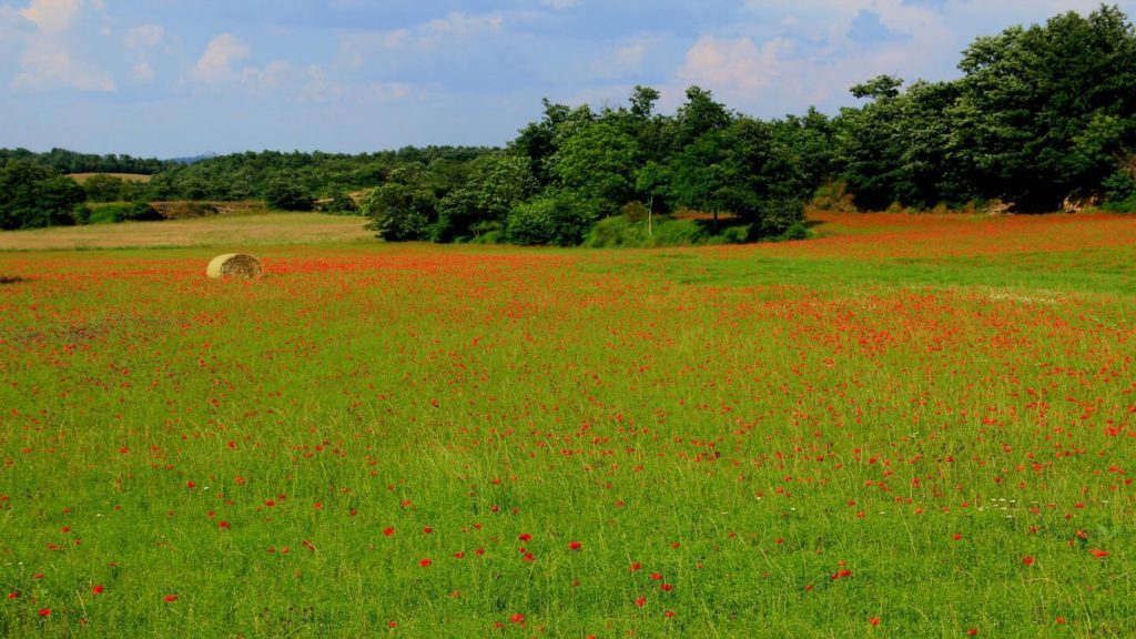 red poppy fields tuscany italy
