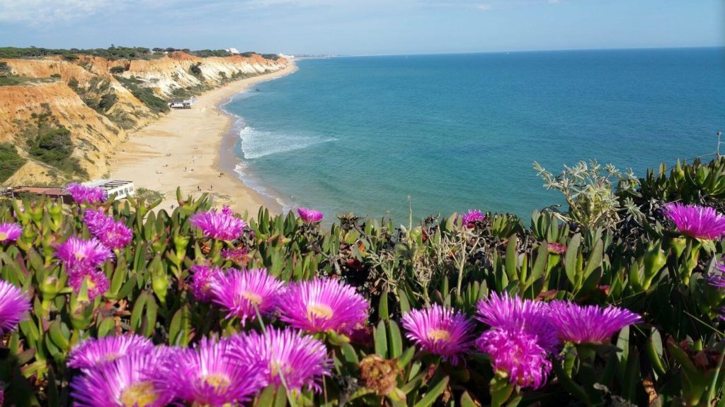 pink flowers portugal beach europe spring break