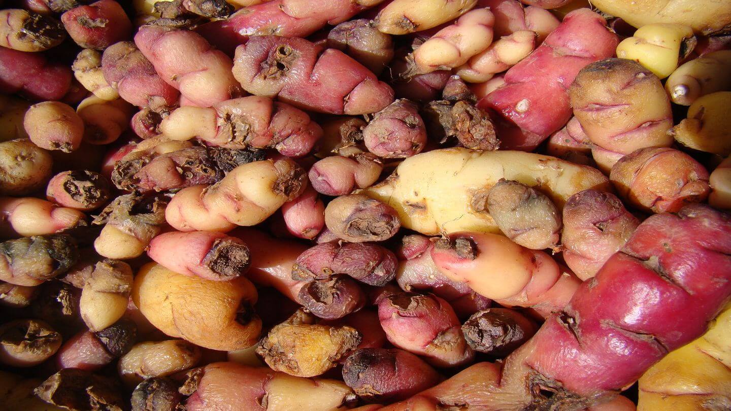 Potato Varieties in Peru