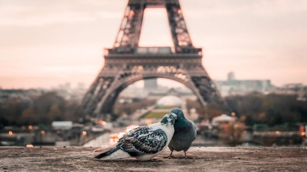 two birds eiffel tower paris