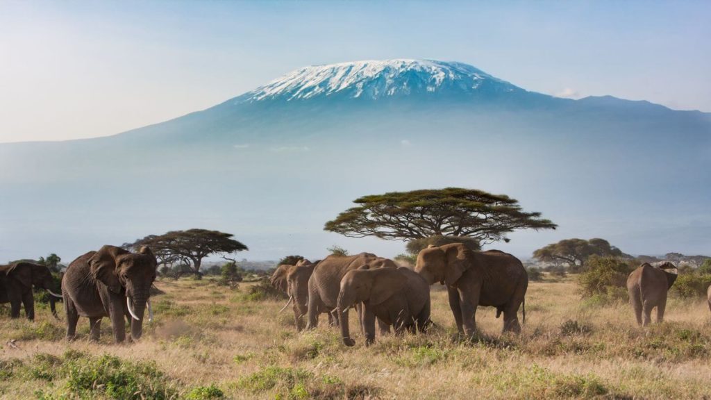 elephants mount kilimanjaro tanzania