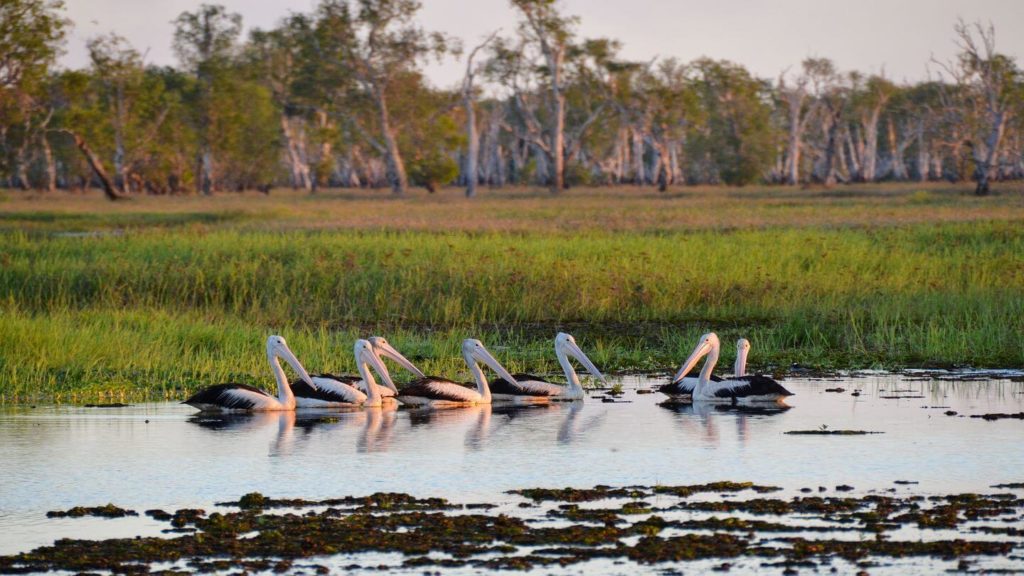 pelicans marshland Kakadu national park australia