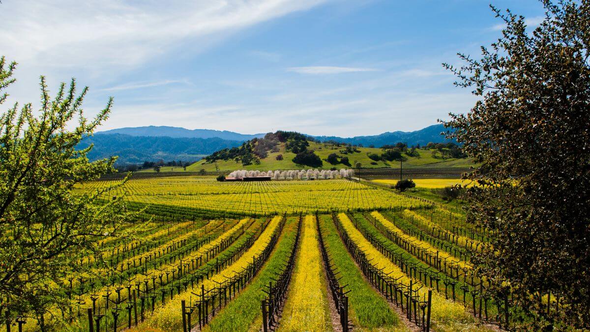 Fancy a tipple? 9 of the best wineries to visit in the USA