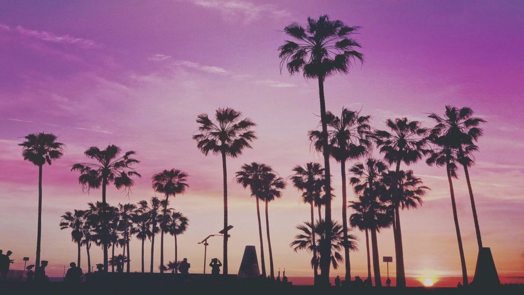 tropical palm trees purple sunset Miami USA