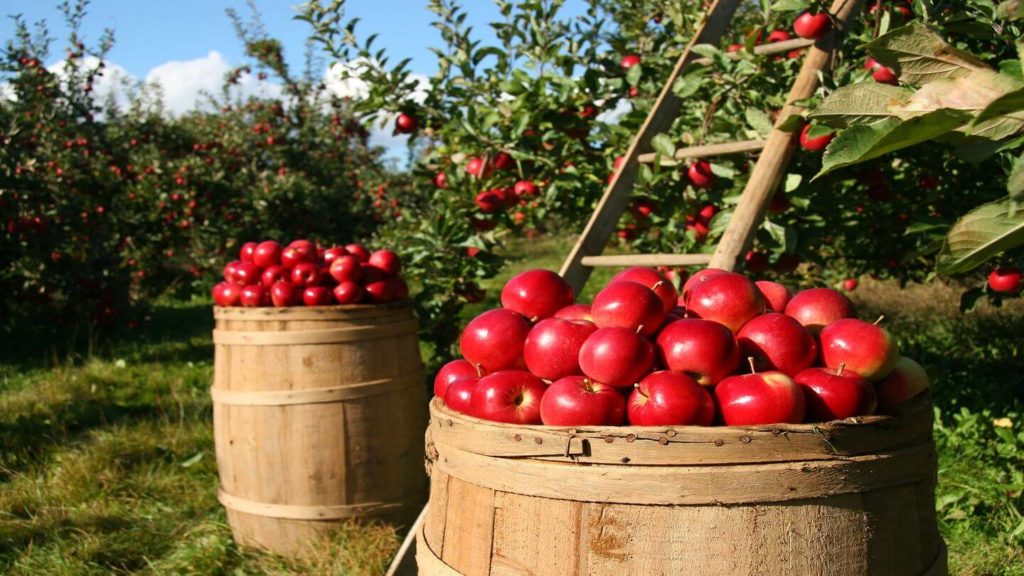 barrels of red apples apples trees travel in fall