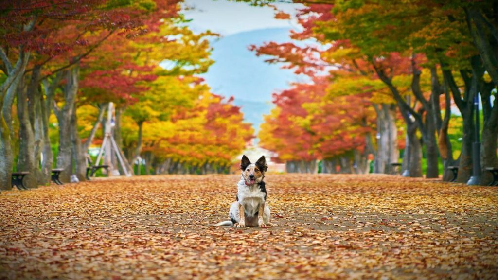 dog sitting among autumn leaves travel in fall