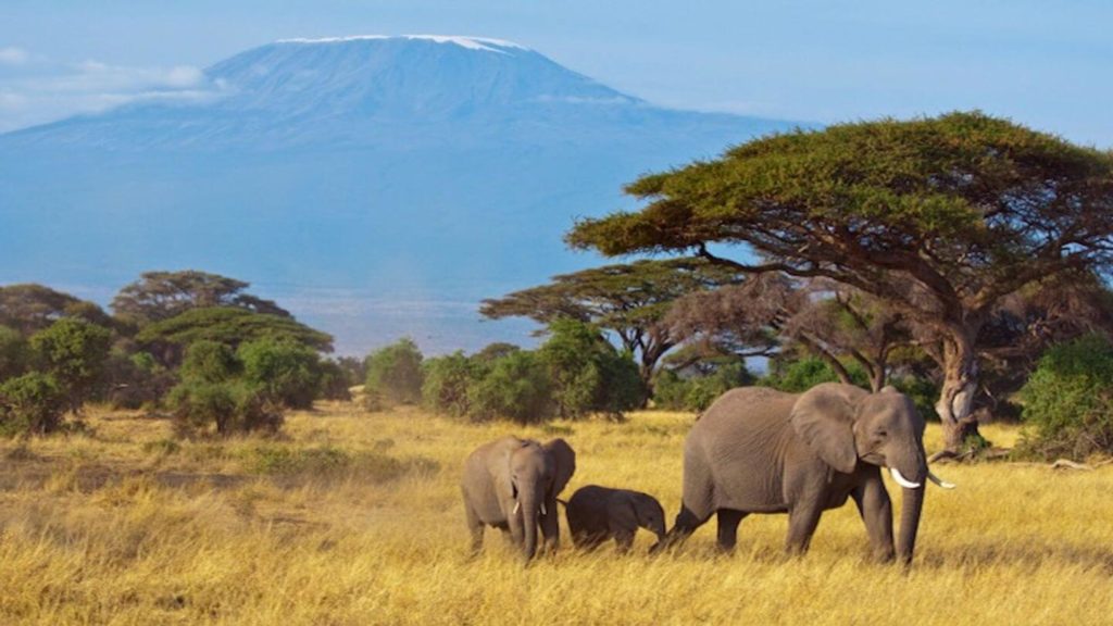 family of elephants in front of Mount Kilimanjaro Tanzania Africa