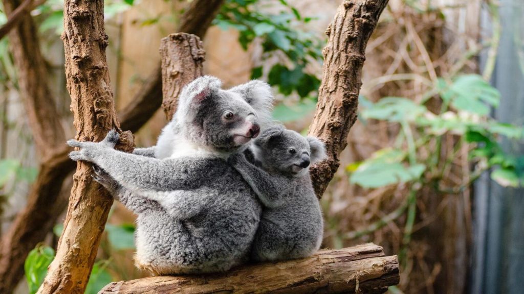 koala and baby on a tree Australia