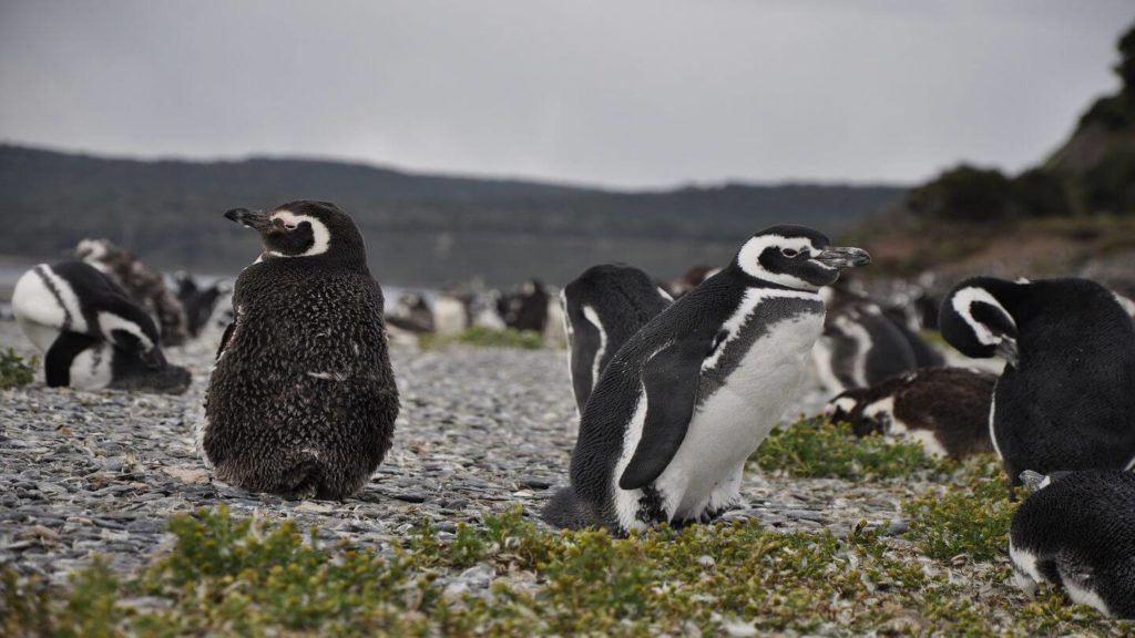 Magellanic penguin colony Ushuaia Patagonia Chile or Argentina