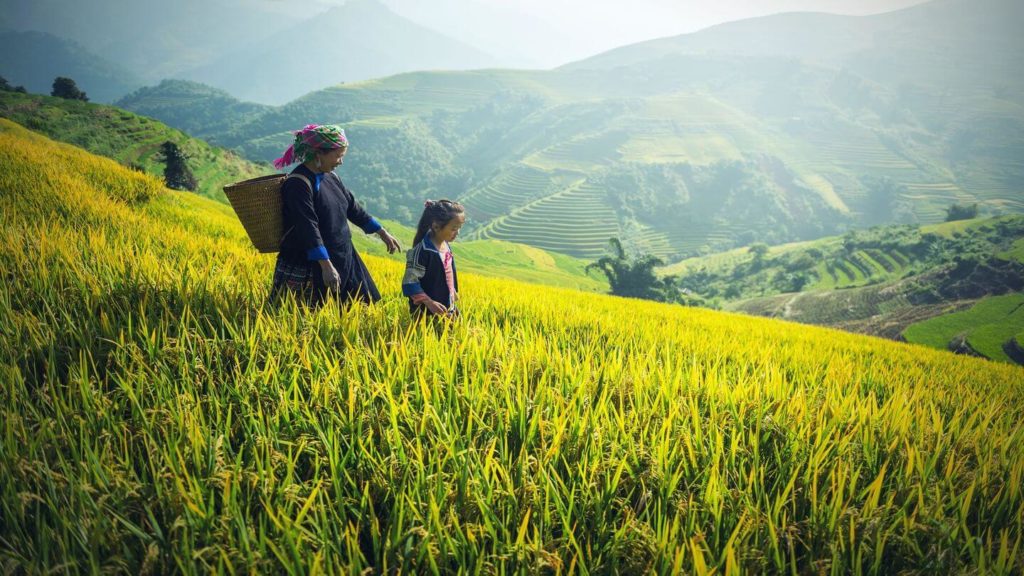 farmer and her child in lush green rice fields Vietnam