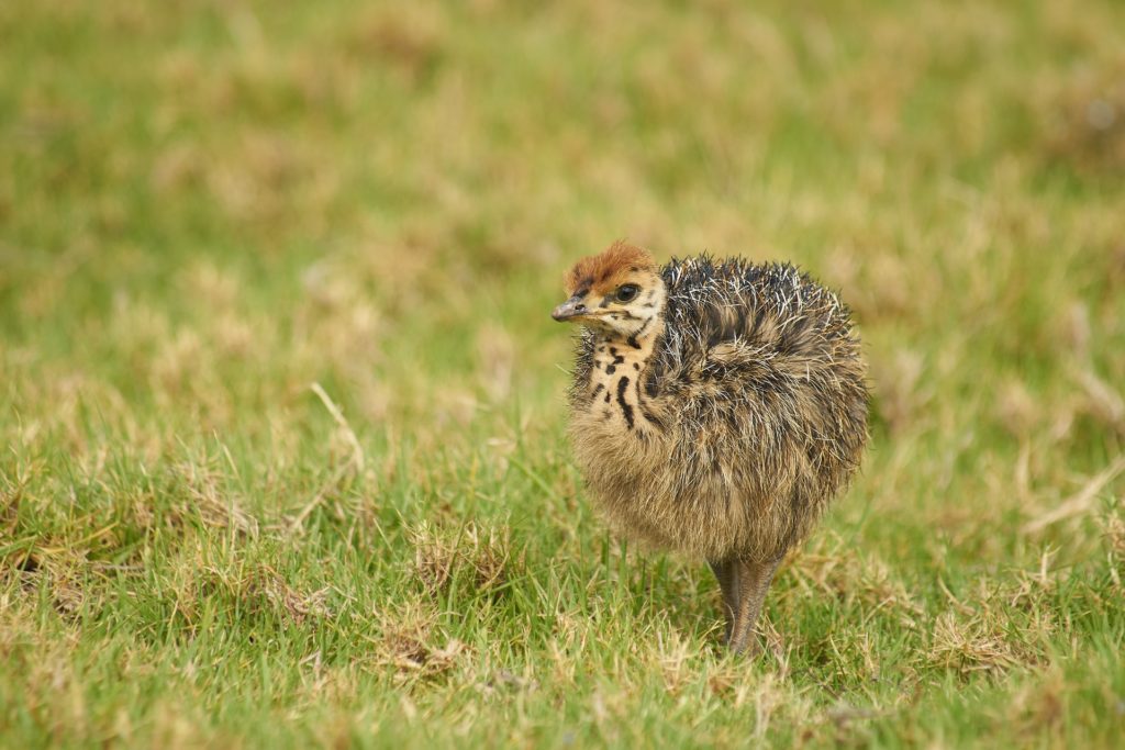 Kiwi bird, New Zealand