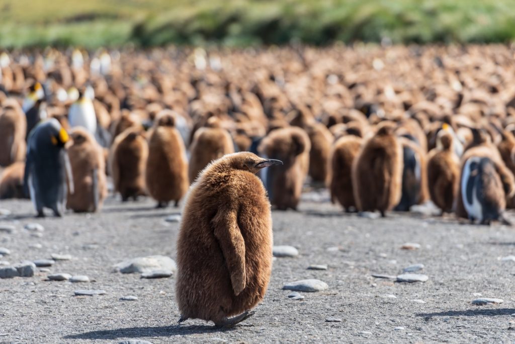 Penguin island, Australia