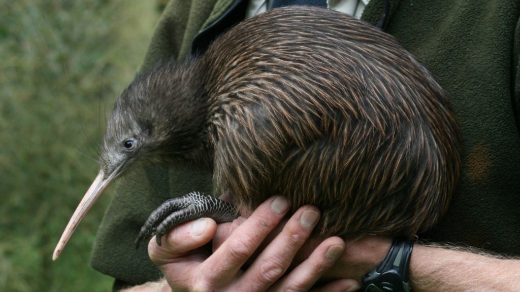 visit australia vs new zealand