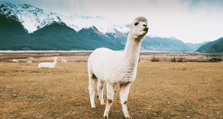 Llamas, alpacas and vicuñas - how to spot the difference