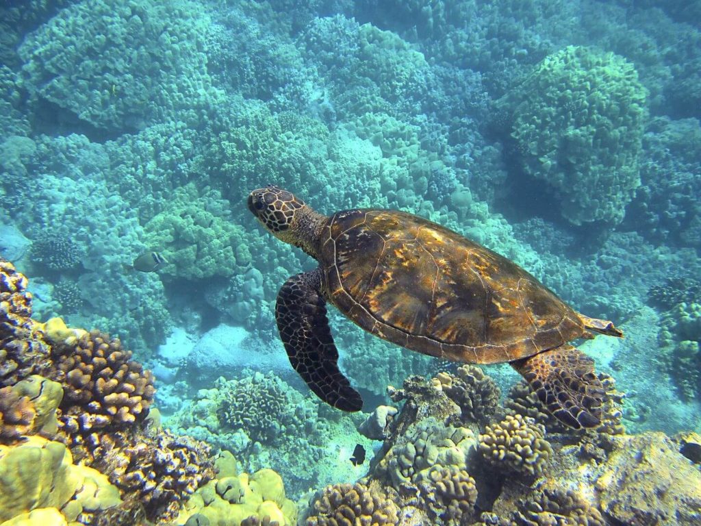 sea turtle swimming among coral Hawaiian culture