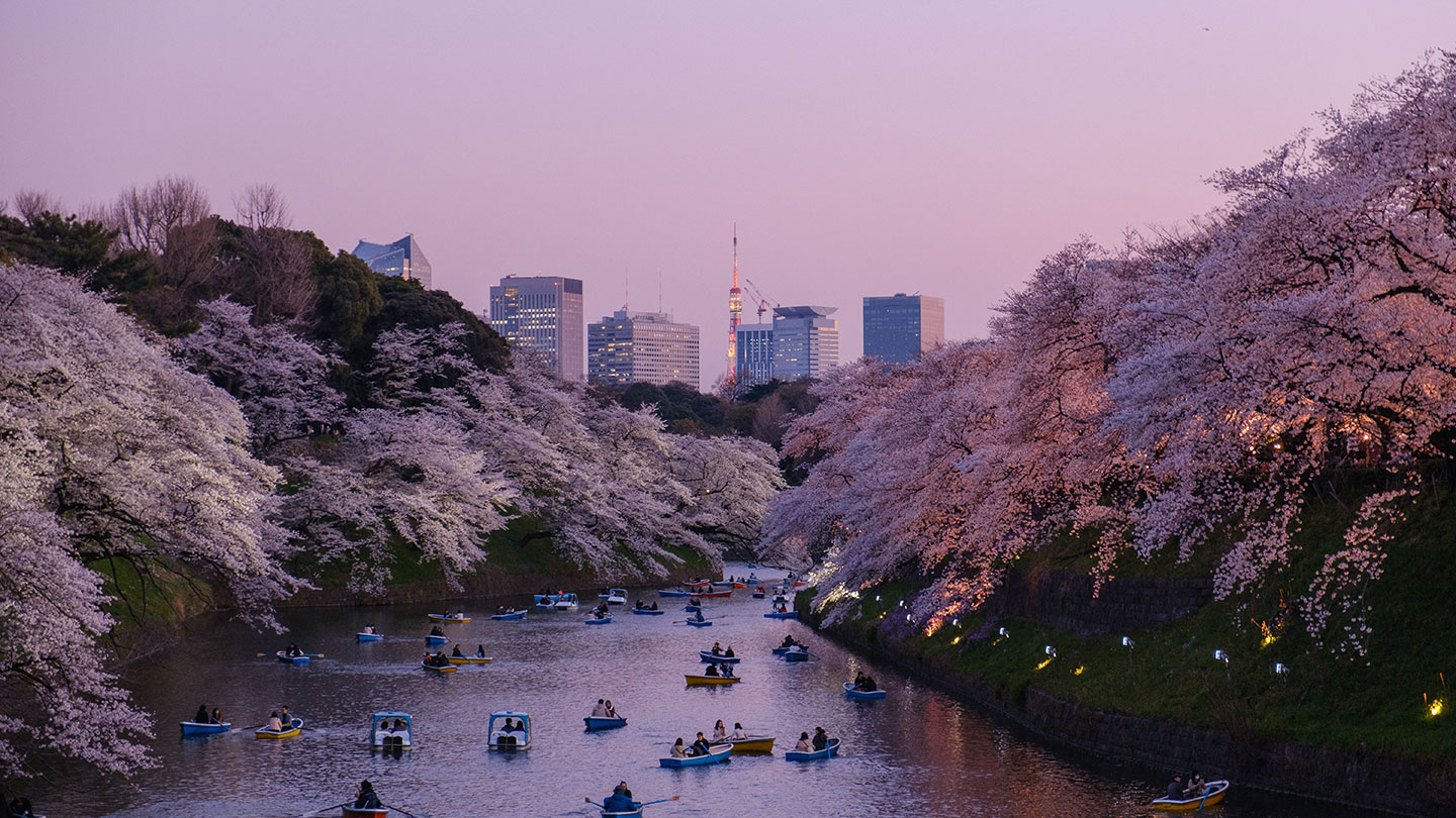 Tokyo Cherry Blossom Season Unsplash 