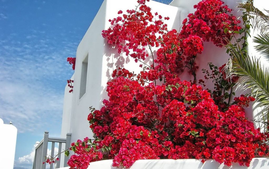 pink flowers covering whitewashed walls Mykonos Greek islands