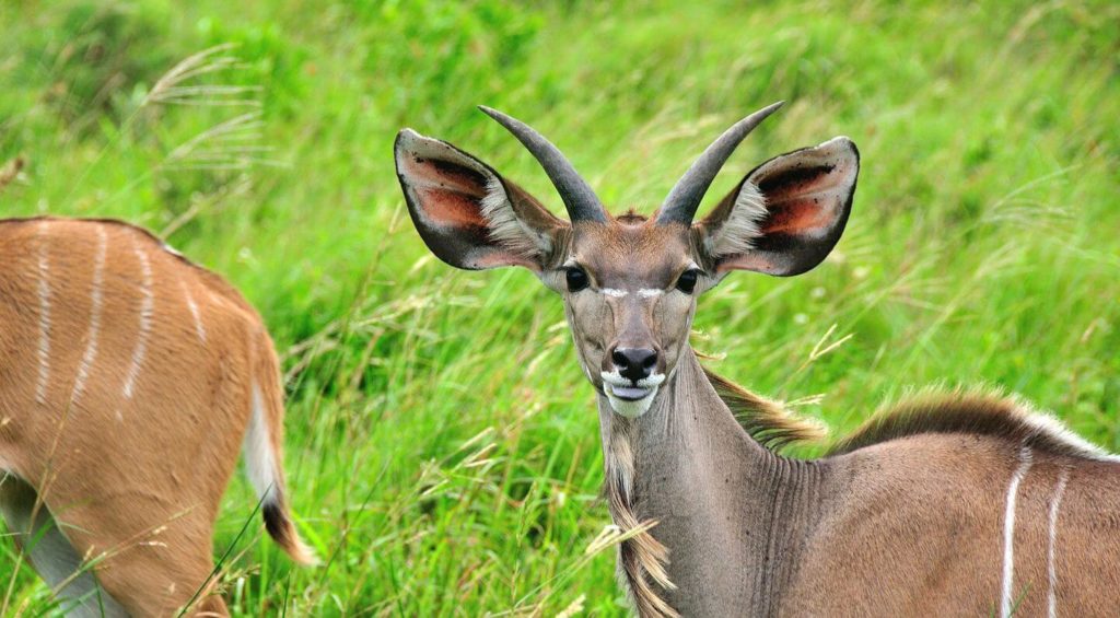 antelope in green grass safari in South Africa