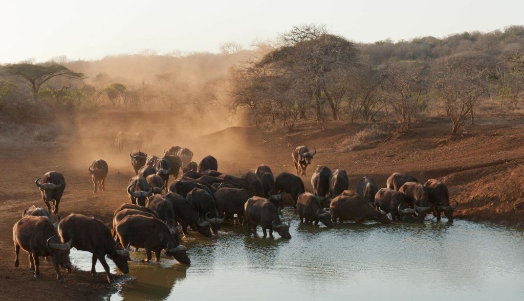 herd of buffalo drinking at a lake South Africa
