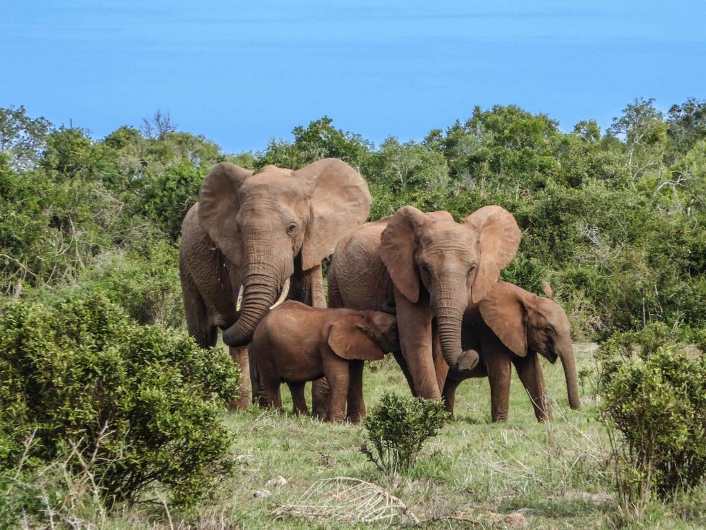 family of elephants in the bush safari in South Africa