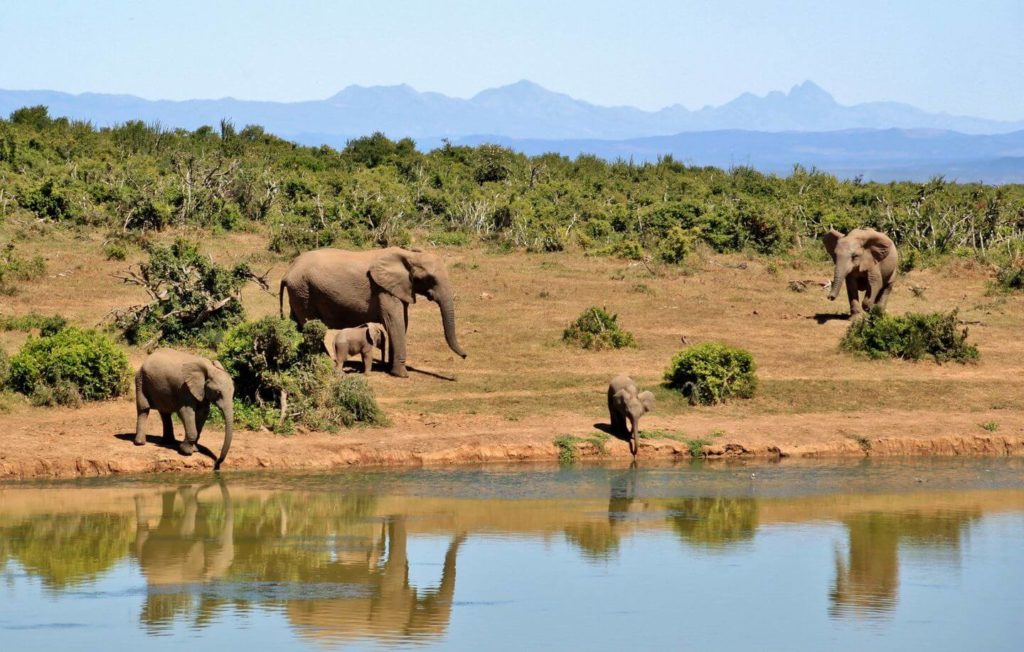 herd of elephants gathered on the river bank South Africa