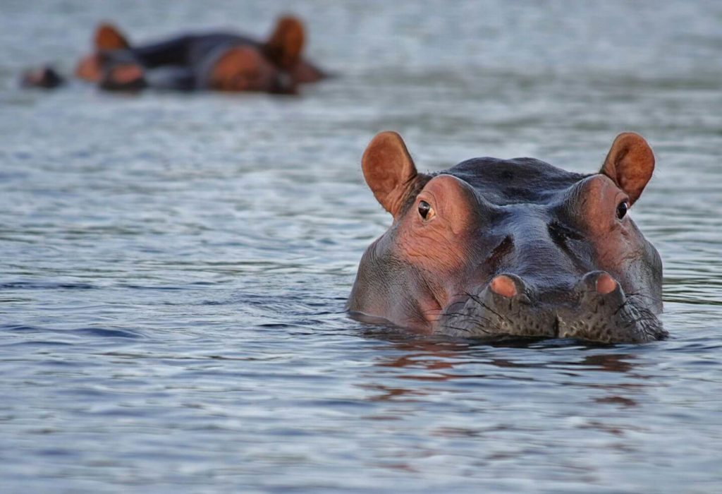 hippo gliding through the water South Africa