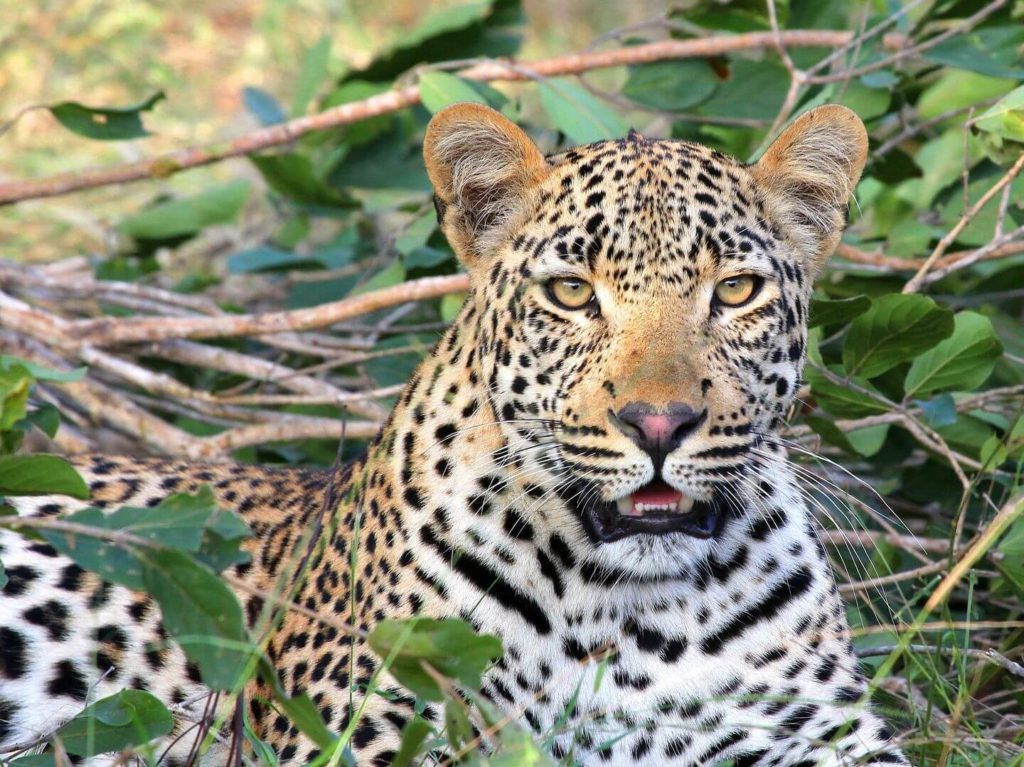 leopard hiding in the bush safari in South Africa