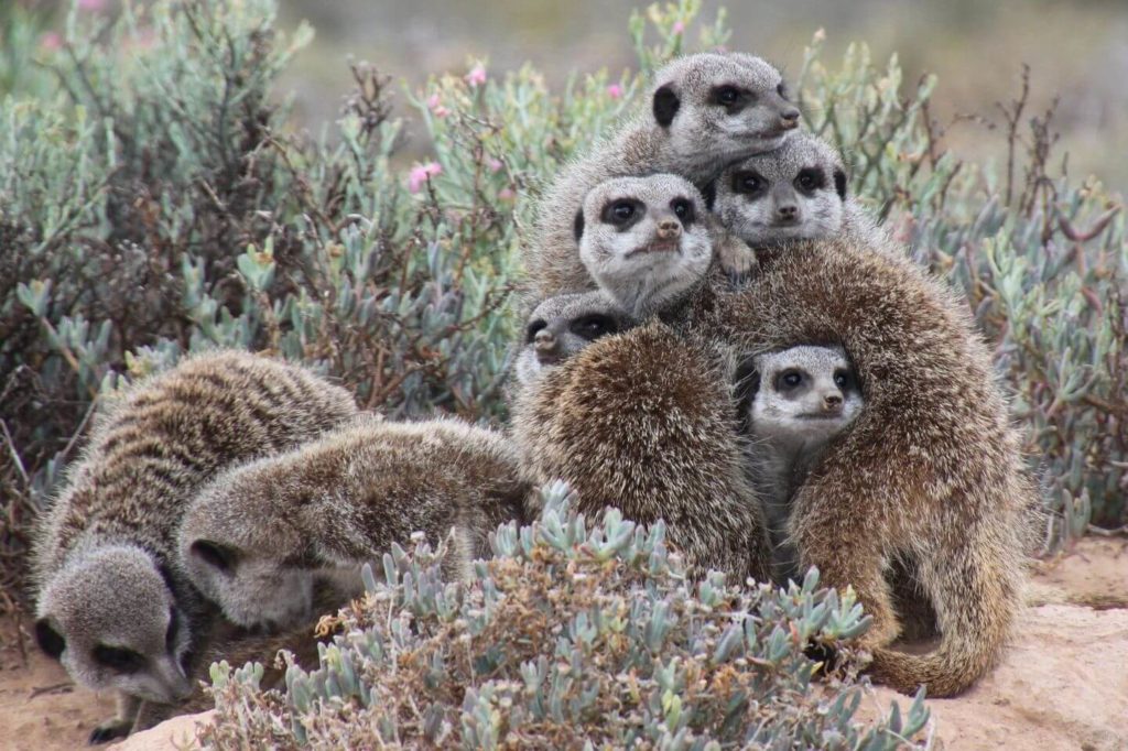 family of meerkats safari in South Africa