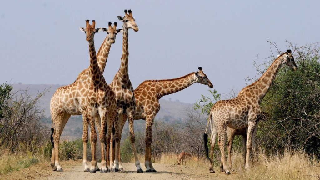 family of giraffes safari in South Africa