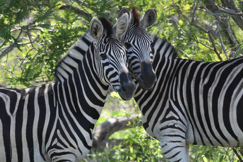 two zebras huddling together South Africa