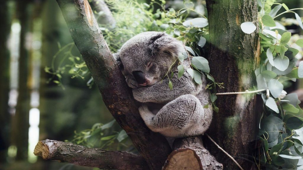 koala sleeping in eucalyptus tree