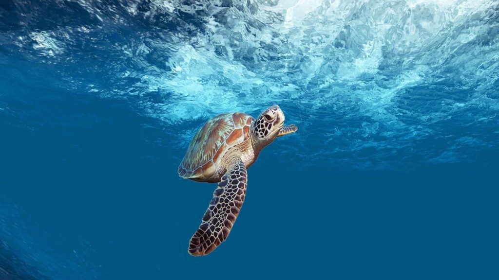 sea turtle swimming in blue ocean Belize